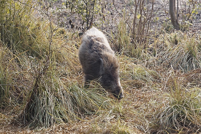 Keoladeo national park-009